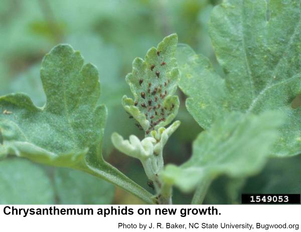 Chrysanthemum aphids prefer new growth